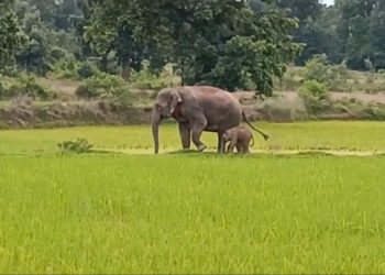 Baby elephant brings cheers in Sundargarh district