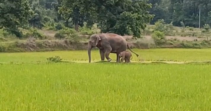 Baby elephant brings cheers in Sundargarh district