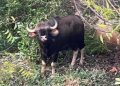 Odisha: 659 Indian Bison enumerated in Debrigarh Wildlife Sanctuary