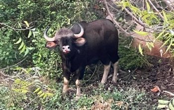 Odisha: 659 Indian Bison enumerated in Debrigarh Wildlife Sanctuary