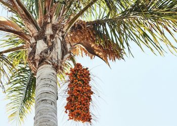 Palm farmer