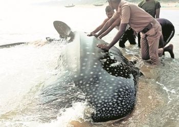 Whale shark