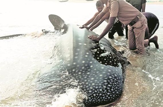 Whale shark