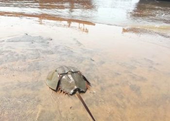 Horseshoe crab conservation