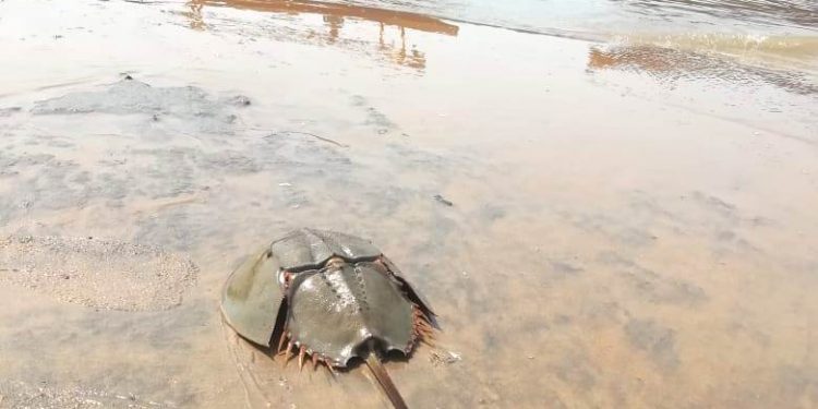 Horseshoe crab conservation