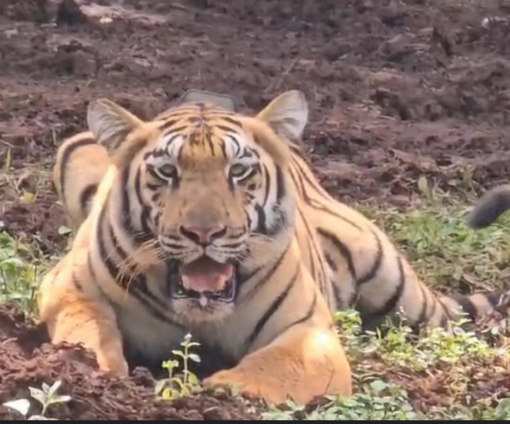 Tigress Jamuna - BARIPADA