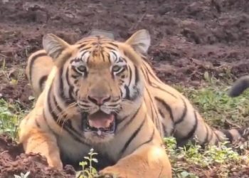 Tigress Jamuna - BARIPADA