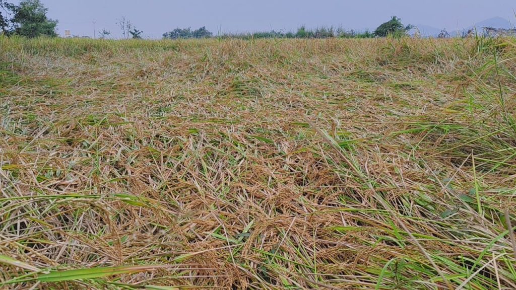 Farmers - rainfall ruins crop