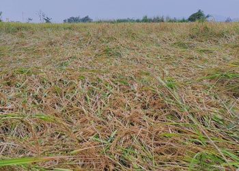 Farmers - rainfall ruins crop