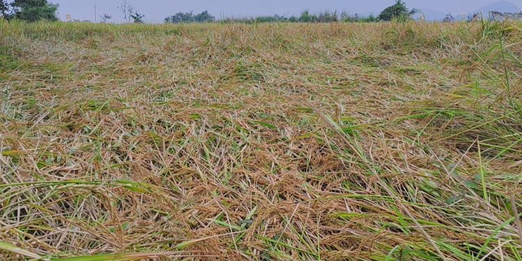 Farmers - rainfall ruins crop