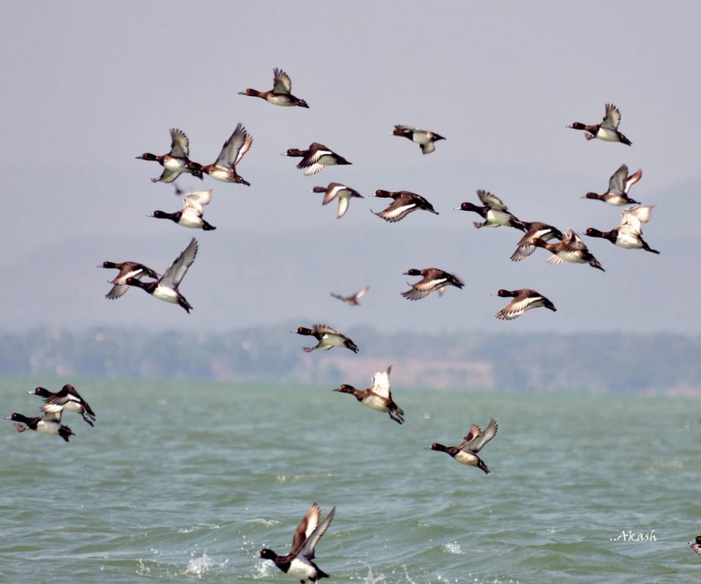 Chilika