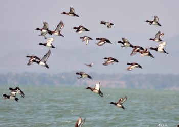 Chilika