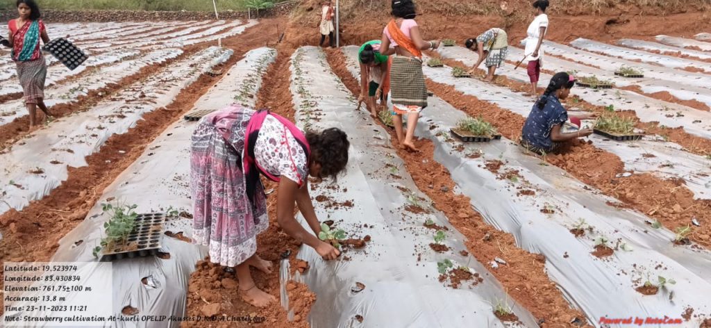 Strawberry farming