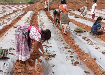 Strawberry farming