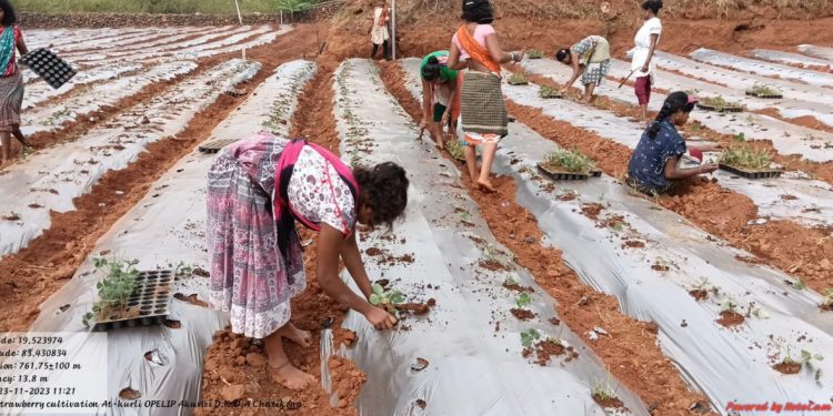 Strawberry farming