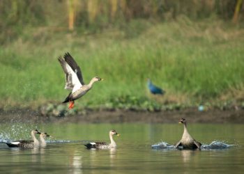 Migratory birds flock to Hirakud Wetland