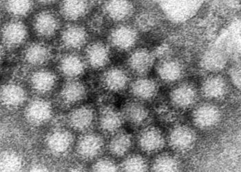 Norovirus AP