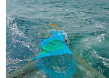 Turtle Excluder Device demo: No Olive Ridley netted at Barunei estuary