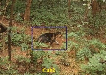 melanistic tiger cubs