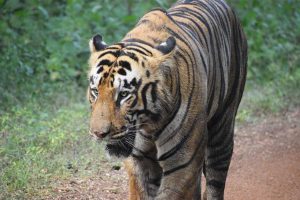 Tigress Zeenat reaches Bankura after travelling over 120 km, forest guards on their toes