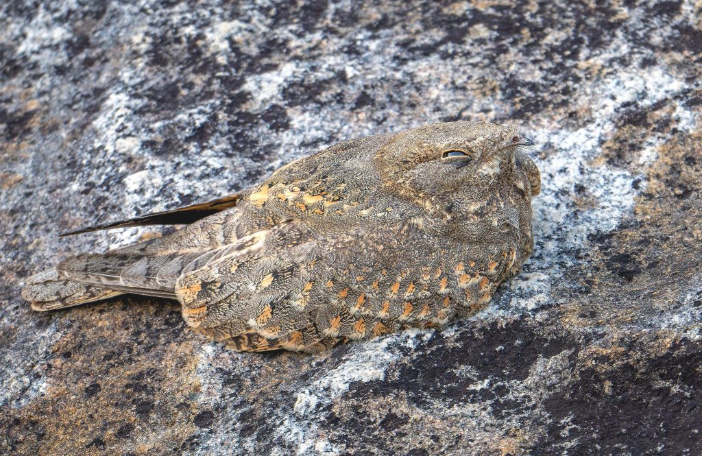 Savanna Nightjar