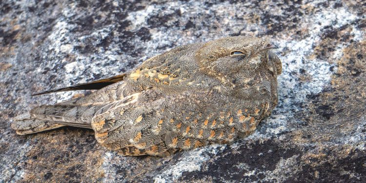 Savanna Nightjar