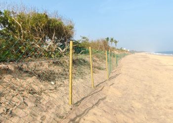 Thrust on safety of olive ridley turtles at Rushikulya