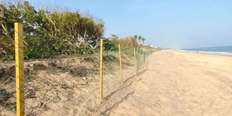 Thrust on safety of olive ridley turtles at Rushikulya