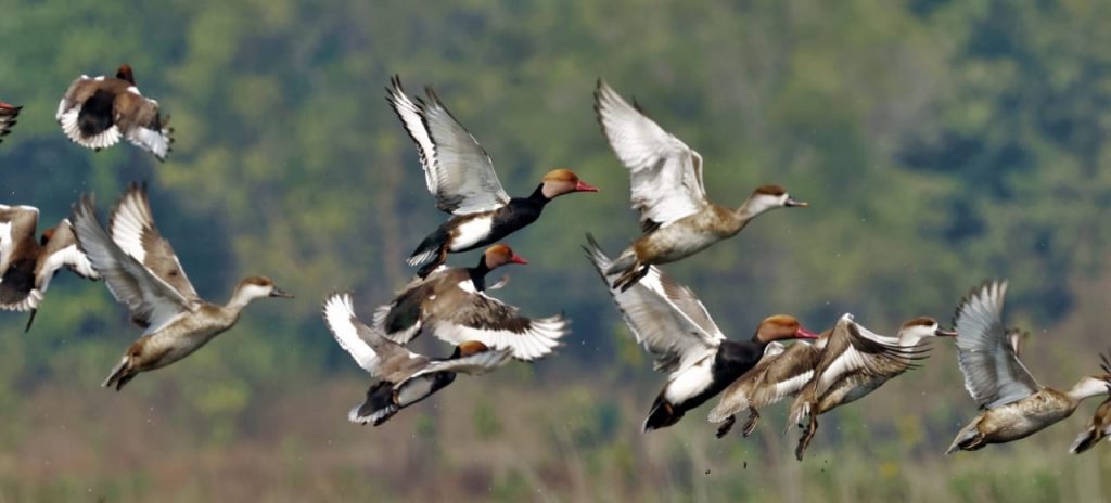 Mid-Winter Status Survey - Wetland birds