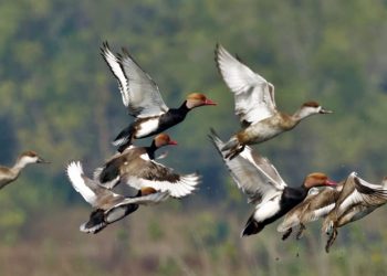 Mid-Winter Status Survey - Wetland birds