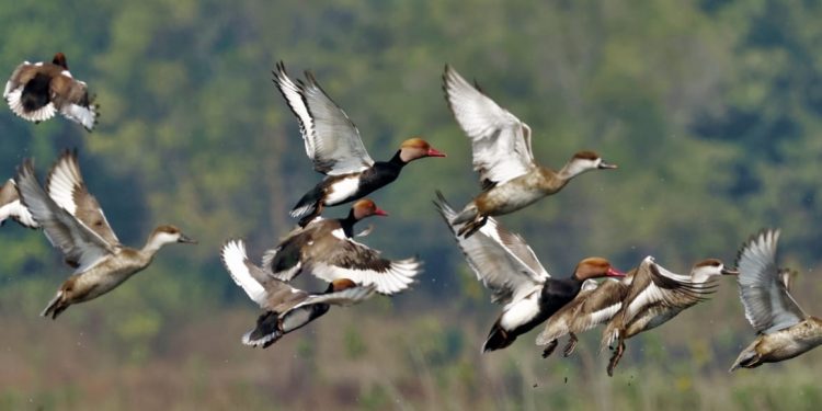 Mid-Winter Status Survey - Wetland birds