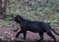 Rare black leopard spotted in forest in Odisha: Official