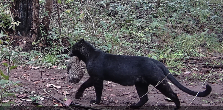 Rare black leopard spotted in forest in Odisha: Official