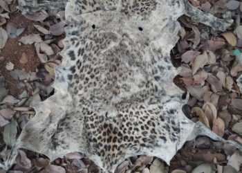 Leopard hide seized; smuggler arrested