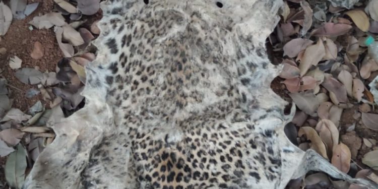 Leopard hide seized; smuggler arrested