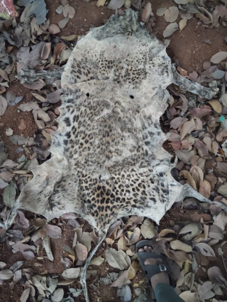 Leopard hide seized; smuggler arrested