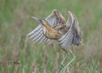 Great Bittern sighted in Gahirmatha