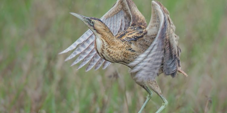 Great Bittern sighted in Gahirmatha