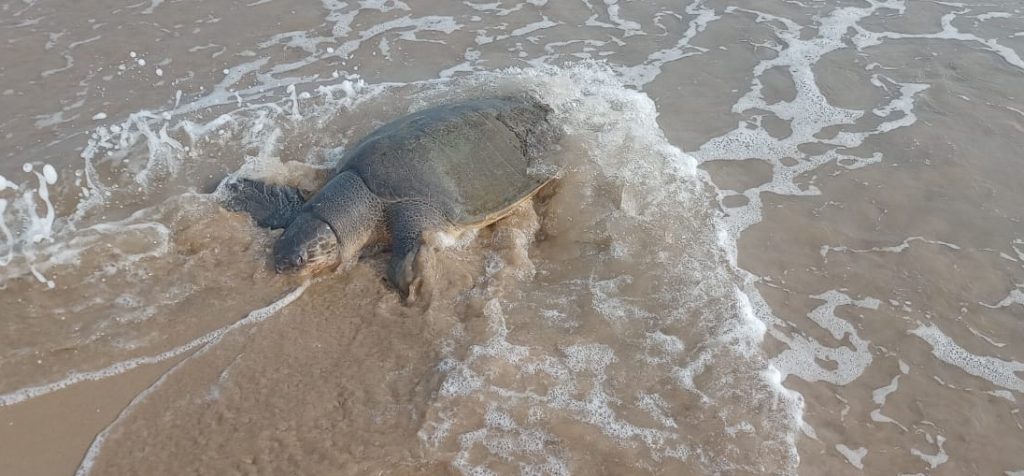 Olive Ridley