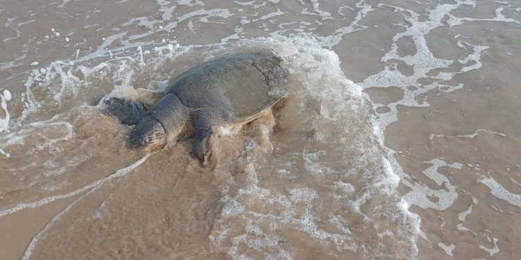 Olive Ridley