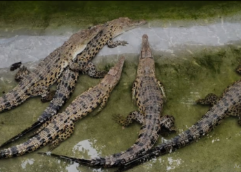 Crocodile survey - Satkosia