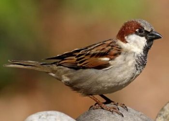 House sparrow