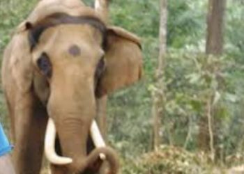 ‘Mahendra’ dies in Odisha's Similipal