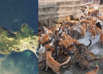 This island has more cats than humans, ratio is 36:1; Know why