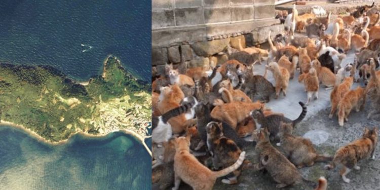 This island has more cats than humans, ratio is 36:1; Know why