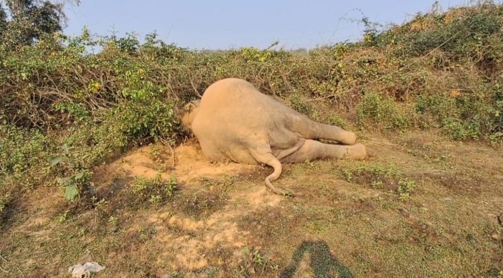 Tusker electrocuted