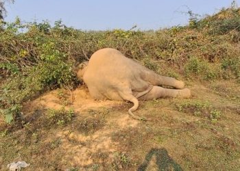 Tusker electrocuted