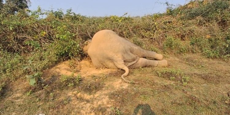 Tusker electrocuted