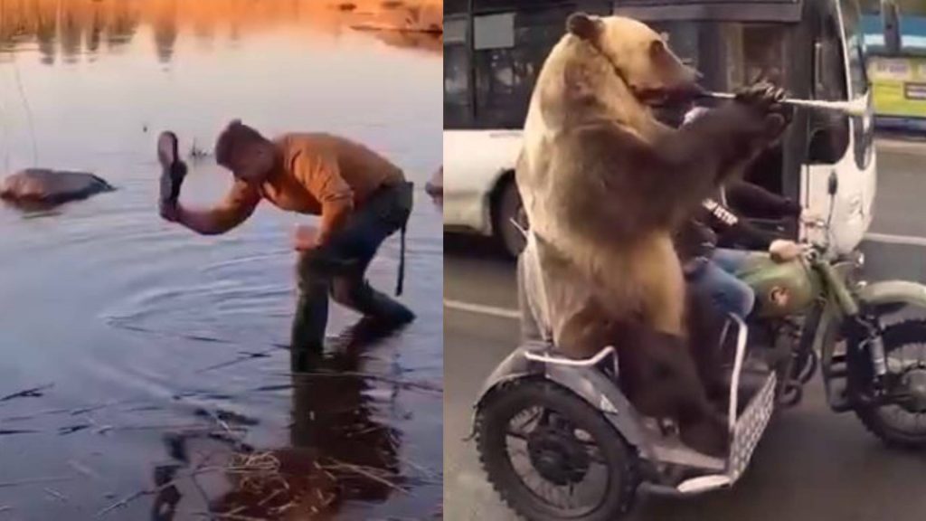 Catching fish with sandal, bear playing trumpet: viral videos