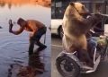 Catching fish with sandal, bear playing trumpet: viral videos